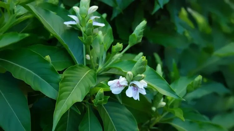 क्या पत्तियों से लेकर जड़ तक, अडूसा का हर हिस्सा औषधीय गुणों से भरपूर है?