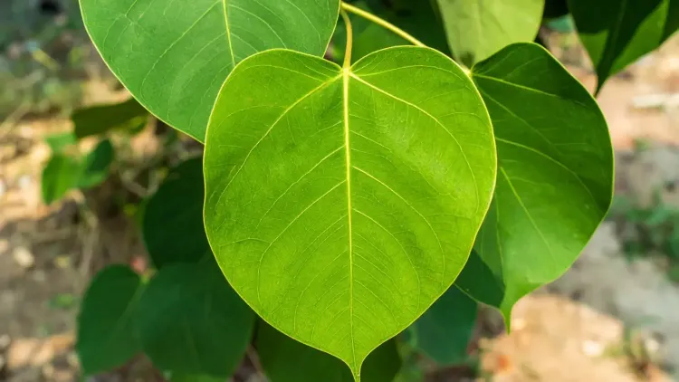 पीपल का पेड़: धार्मिक, औषधीय और पर्यावरणीय महत्व