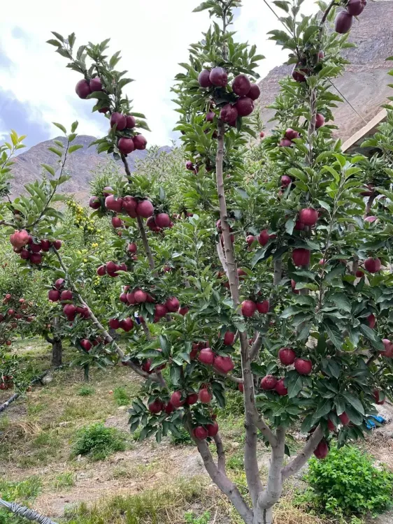 Why Are Pesticide-Free Apples from Himachal Pradesh's Spiti Fetching High Prices?