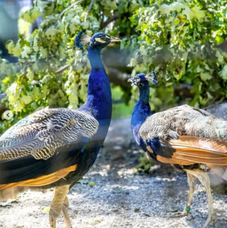 India gifts five peacocks to UN Geneva; Ariana Park marks century-old tradition