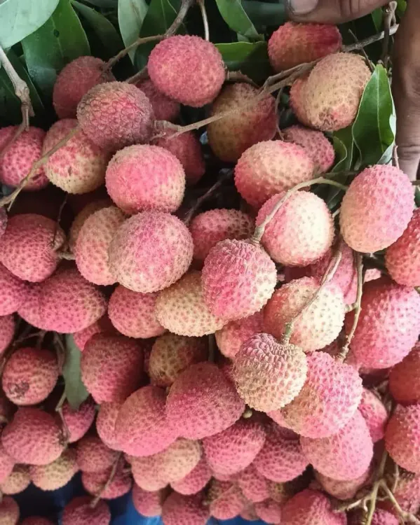Piyush Goyal: Dehradun Lychee Exported to Italy for First Time
