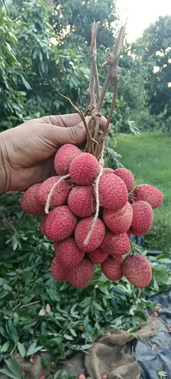 Piyush Goyal: Punjab Litchi Exported to Oman Under India-Oman CEPA