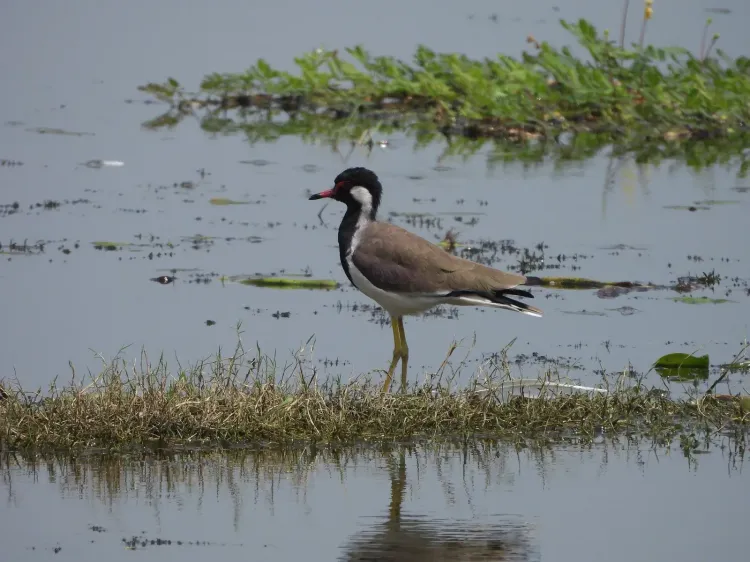 PM Modi Hails India's 100th Ramsar Site at Ballia Wetland