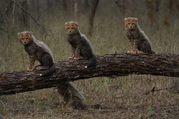 PM Modi Champions World Wildlife Day, Reiterates India's Conservation Pledge