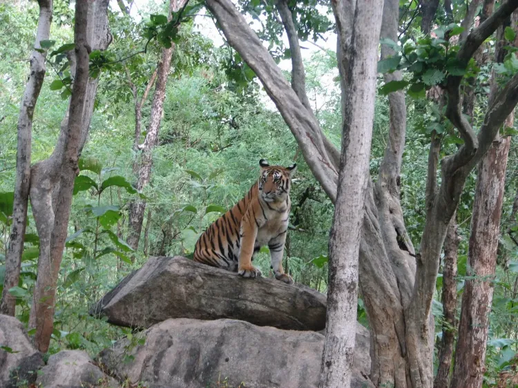 PM Modi marks Global Tiger Day, cites India's 70% share of world tigers