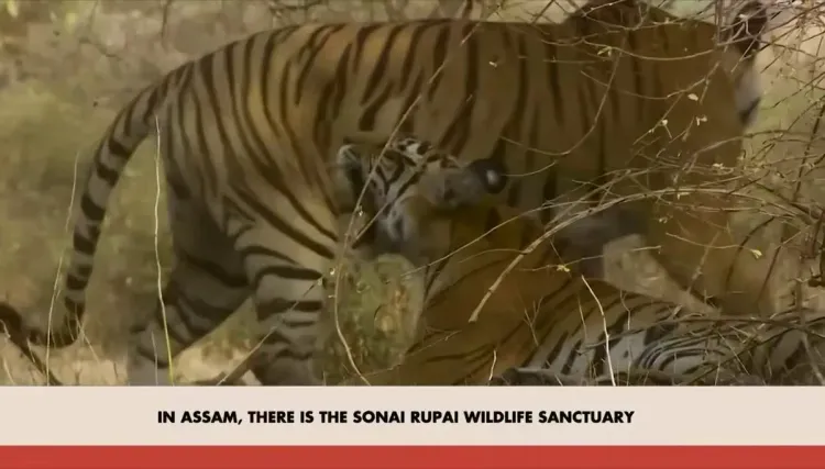 Pradhan hails Assam's wildlife revival via Mann Ki Baat
