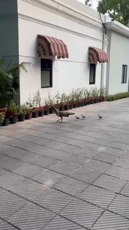 Pralhad Joshi Shares Joy as Peacock Family Visits Residence
