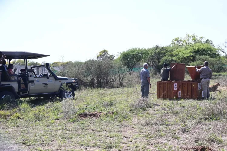 Did President Murmu and Botswana President Witness Cheetah Release at Nature Reserve?