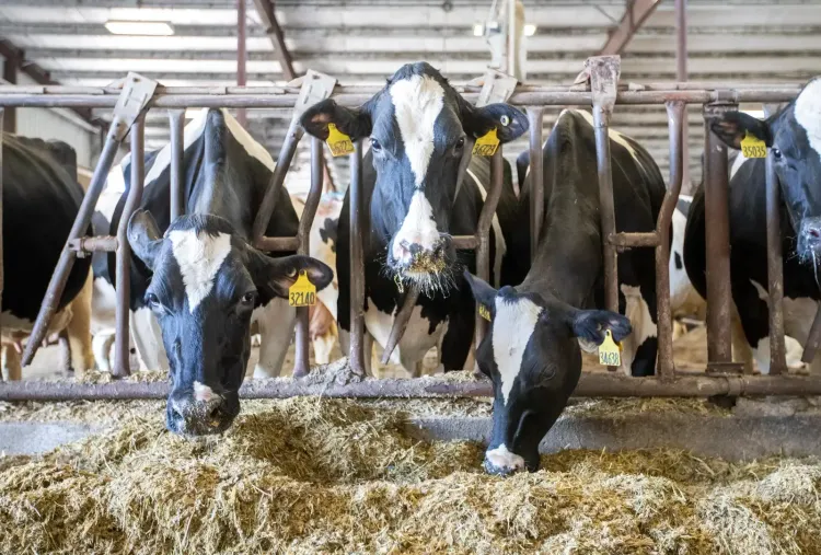 Tamil Nadu private dairies urge CM Vijay to end Aavin subsidy advantage