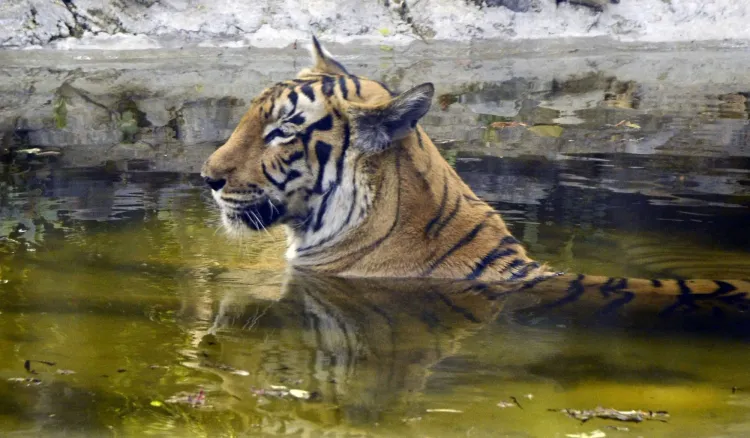 What Caused the Deaths of Two Tigresses at Kolkata Zoo?