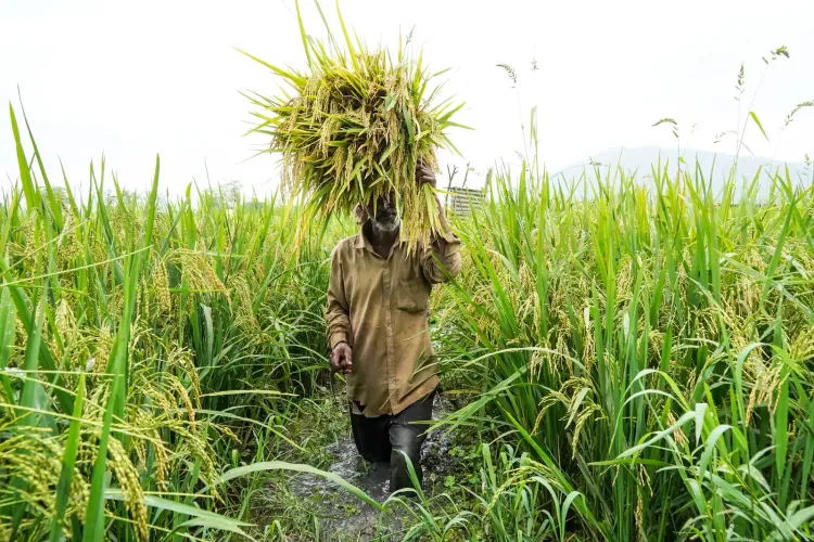 Rabi crop procurement hits 3,921 LMT; MSP payouts surge to ₹8.36 lakh crore