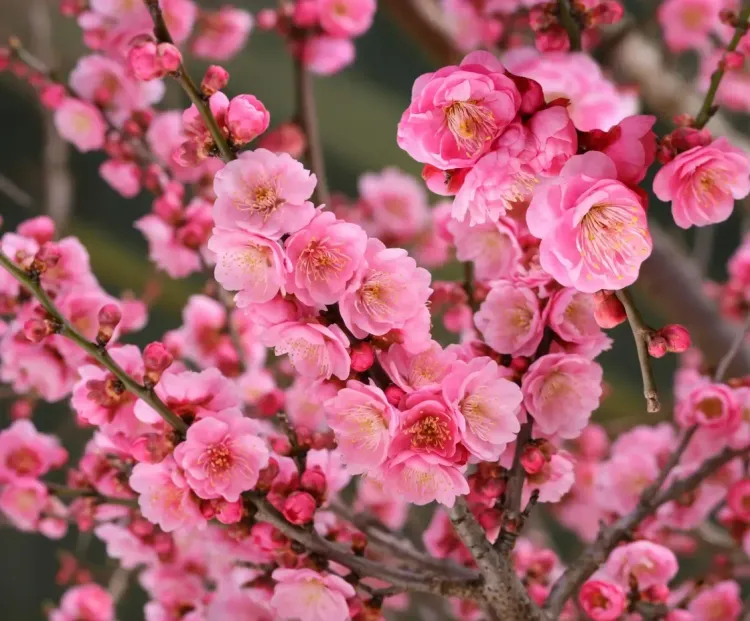 प्रूनस मूम: आयुर्वेद का अनमोल तोहफा, स्वास्थ्य और ताजगी का स्रोत