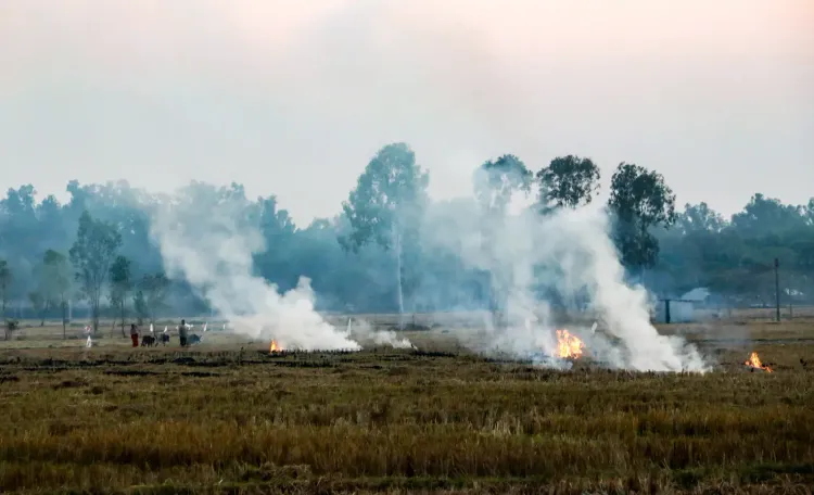Punjab stubble burning 2026: 52 fires logged, one FIR registered