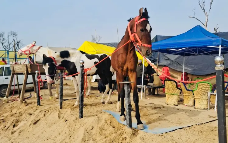 Will Punjab's Cattle and Horse Fair Celebrate Maghi Festival?