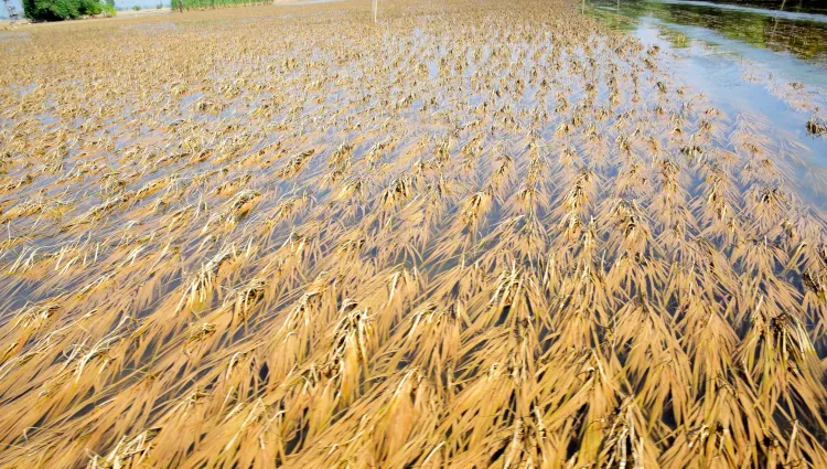 Will Punjab Provide Two Lakh Quintal Wheat Seeds to Farmers Affected by Floods?