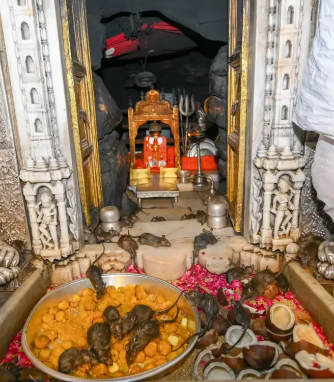 राजस्थान का अद्भुत करणी माता मंदिर: जहां चूहों का प्राशाद है सबसे पवित्र