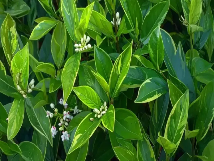 क्या कालमेघ रक्त शुद्धि से लेकर हृदय रोगों के जोखिम को कम करता है? सेवन से पहले जान लें सावधानियां