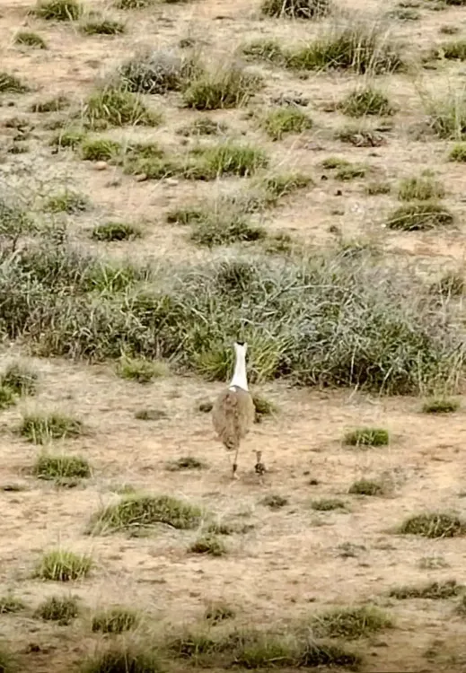 Historic Hatching of Rare Great Indian Bustard Chick in Gujarat