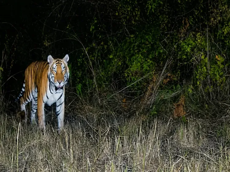 Royal Bengal Tiger returns to Arunachal sanctuary after 20 years