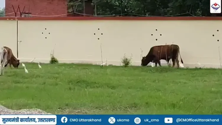 Rudrapur Nagar Nigam builds modern gaushala for 300 cattle