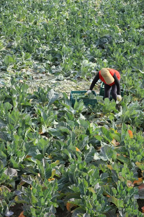 South Korea Secures Farm Inputs Amid Middle East Crisis: $256M Budget