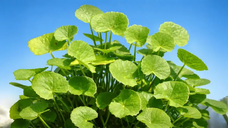 प्राचीन जड़ी-बूटी 'गोटू कोला': आज की सेहत के लिए क्यों है अनिवार्य?