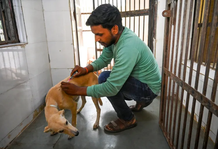 Why is Salem Leading TN in Dog Bite Cases with 4 Rabies Deaths in 2025?