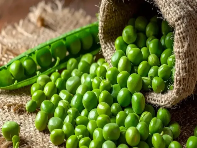 क्या मटर सर्दियों का सुपरफूड है, सेवन से दिल से लेकर दिमाग तक हो जाए दुरुस्त?