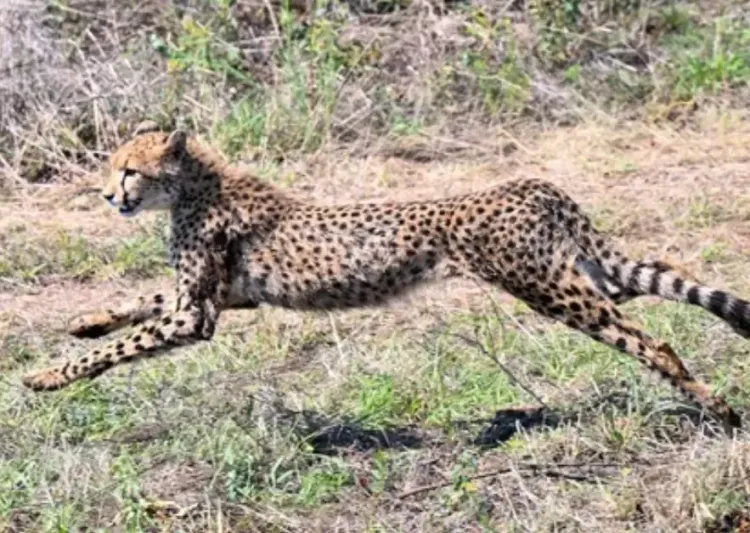 सवाई माधोपुर में चीता जंगल की ओर लौटा, वन विभाग ने जारी की चेतावनी