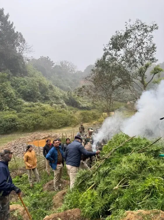 How Did Security Forces Destroy Ganja Plants Worth Rs 108 Crore in Tripura?