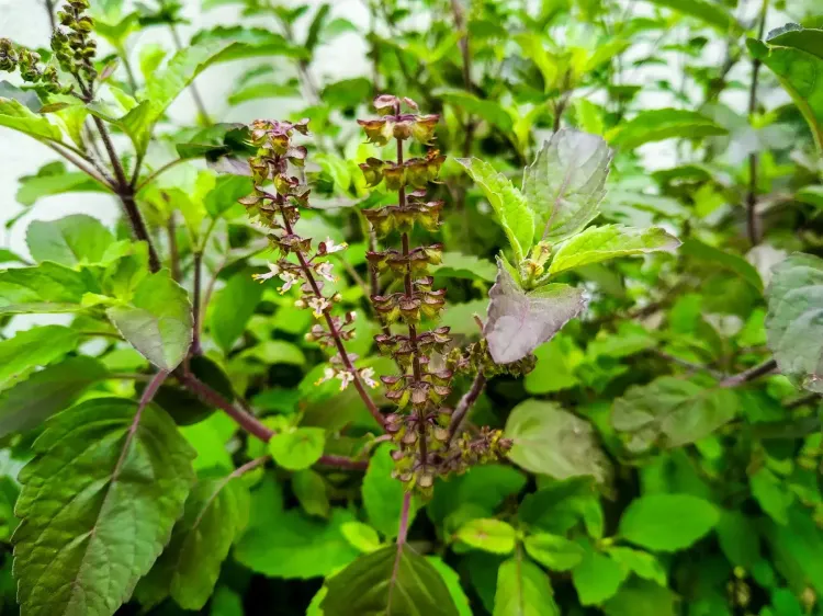 क्या एंटीऑक्सीडेंट से भरपूर वन तुलसी से सांस की समस्या दूर होगी और एनर्जी मिलेगी?