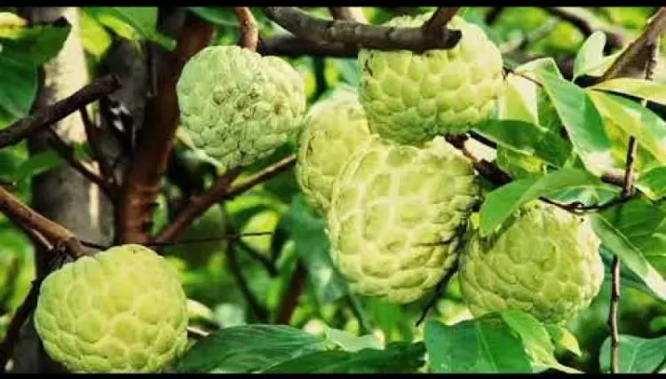 Seoni Jumbo Custard Apple gets GI Tag, a win for 3,000 tribal farmers in MP