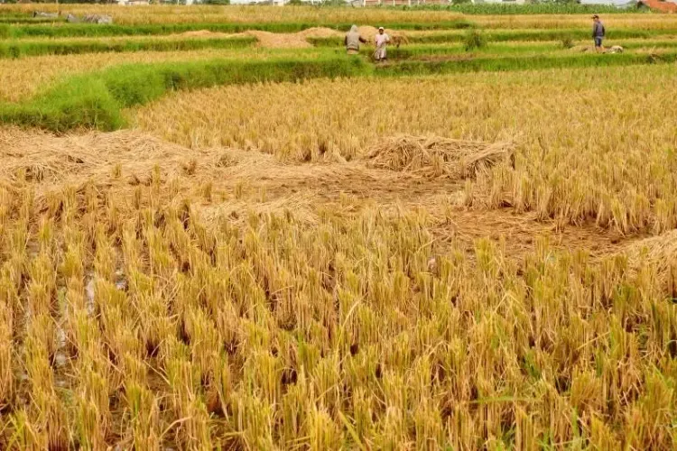 Technical Issues and Delays Impact Crop Loan Access in Coimbatore