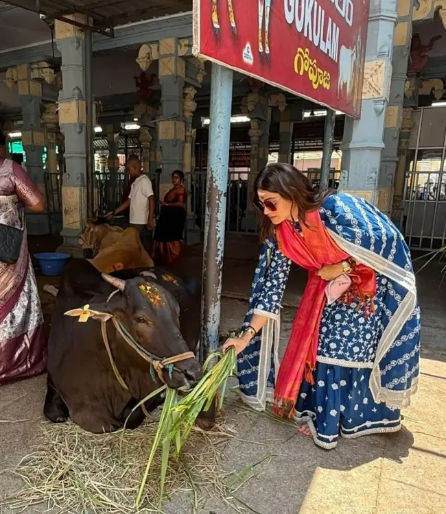 Shamita Shetty's Tirupati Visit: Feeding Cows, Shilpa Calls Her Blessed