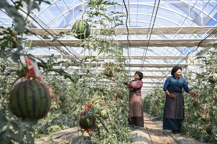 शीत्सांग में विकास की नई लहर: चीन सरकार की रणनीतियाँ और बदलाव