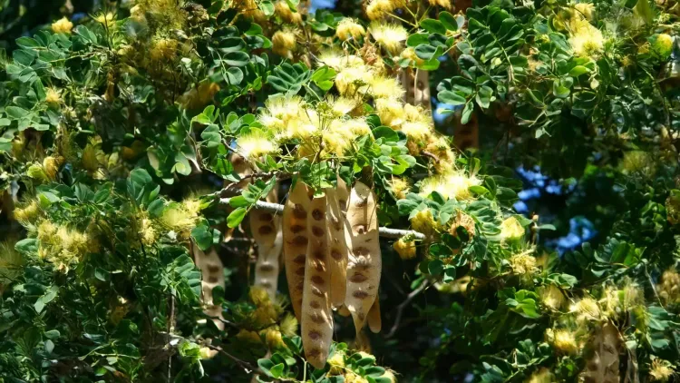 क्या शिरीष एक आयुर्वेदिक गुणों का खजाना है? फायदे जानकर रह जाएंगे दंग