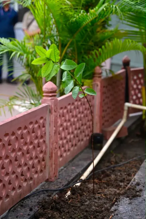 Shivraj plants sapling in Bhopal, calls for Hariyali Amavasya drive
