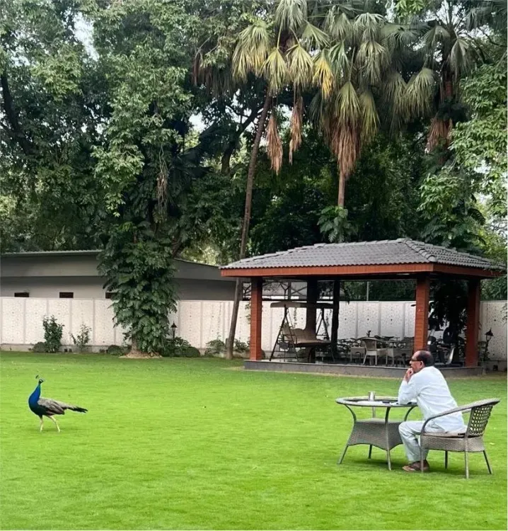Shivraj Singh Chouhan Shares Peacock Encounter, Nature Reflection