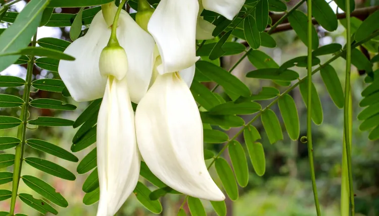 क्या सिरदर्द से लेकर जोड़ों तक, हर समस्या से निजात दिलाएगी ये आयुर्वेदिक जड़ी-बूटी?