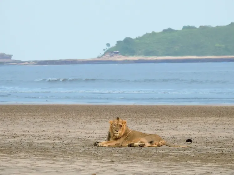 Gujarat coastal Asiatic lions eat 70% wild prey, study finds