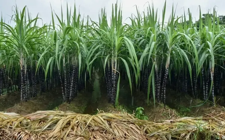 Is Sugarcane Cultivation in TN's Namakkal Declining?