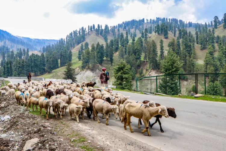Pesticide-contaminated pasture kills 20 sheep in J&K's Tral, Pulwama