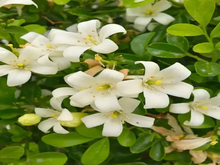 सुगंध और औषधीय गुणों से भरपूर मधुकामिनी: आपकी सेहत के लिए लाभकारी