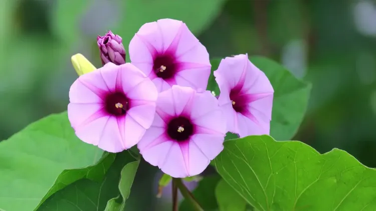 क्या स्वास्थ्य के लिए वरदान है विधारा, जड़ से लेकर फूल तक सब फायदेमंद?