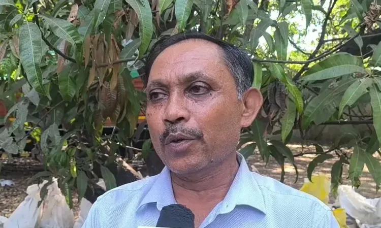 Kesar mango gift to UAE President: Gujarat farmers beam with pride