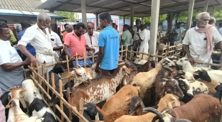 क्या दीपावली पर अरुमुगनेरी बकरा बाजार में हुई 1.10 करोड़ रुपए की बिक्री?