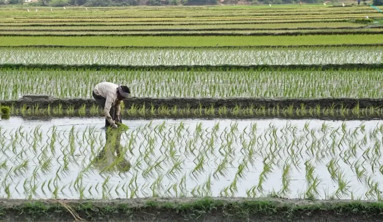 Tamil Nadu halts crop loan recovery, orders fresh credit by Sep 30