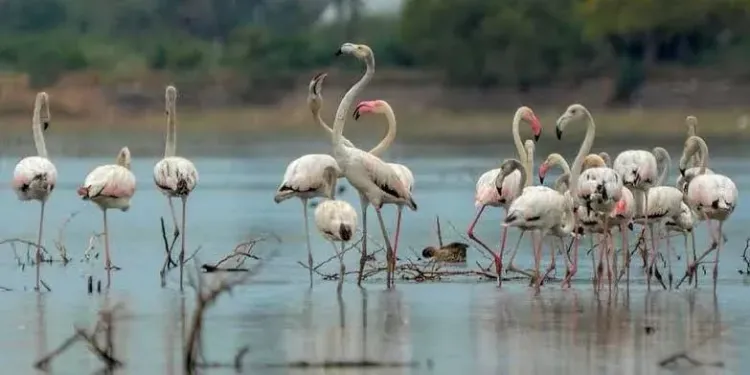 Perungulam tank in Thoothukudi moves closer to Ramsar wetland status