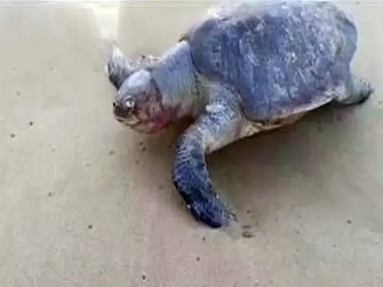 Ten dead sea turtles wash ashore in Chennai, sparking alarm ahead of nesting season