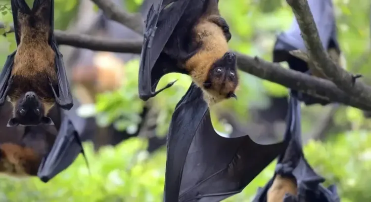 Has Thailand Strengthened Flight Screening Against Nipah Virus?